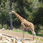 サンタバーバラ動物園
